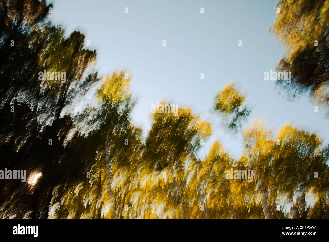 Movimento intenzionale della fotocamera alberi sfocati astratto Foto Stock
