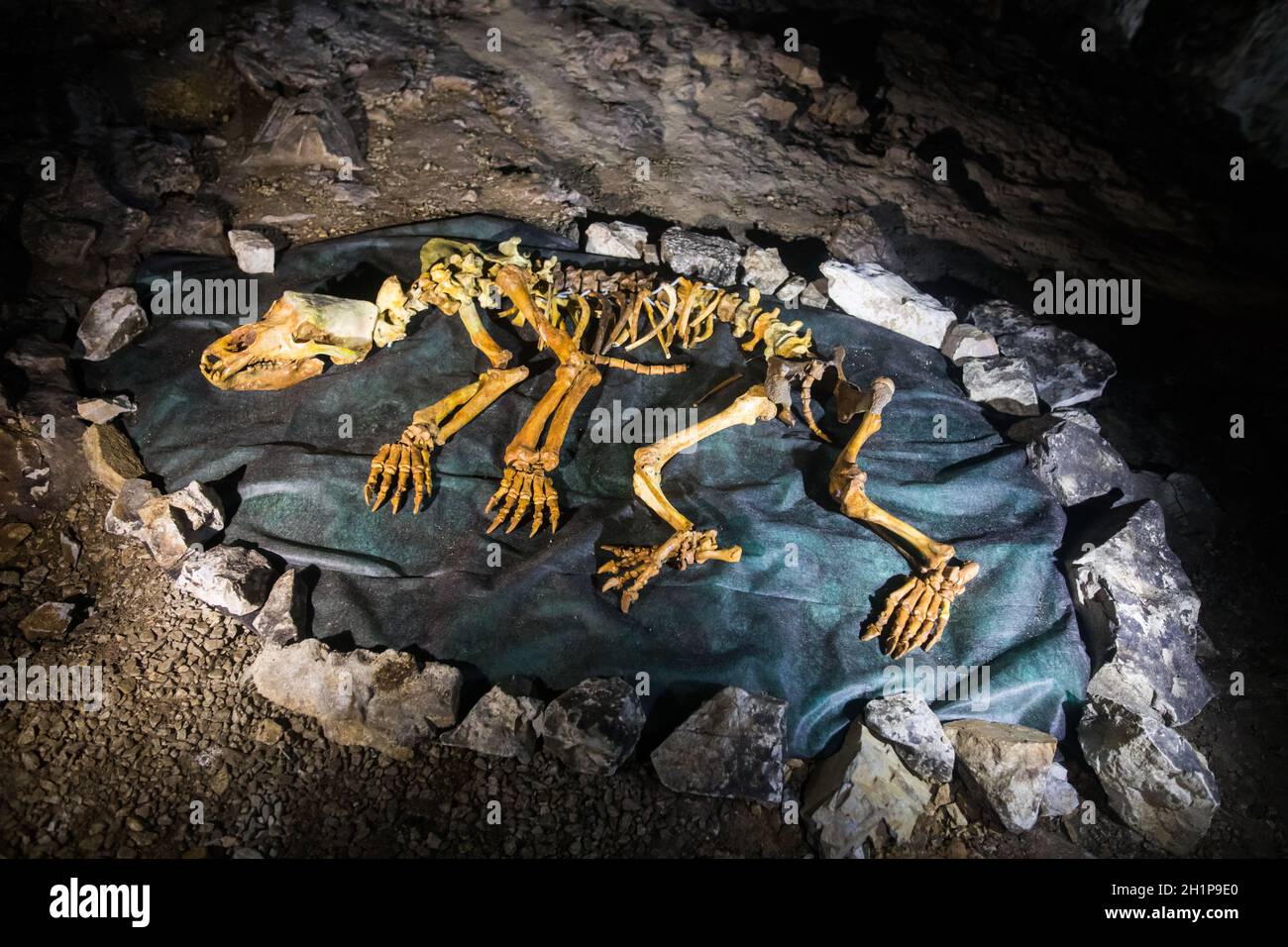 Ricostruzione di uno scheletro di orso caverna, in una grotta in Romania. Foto Stock