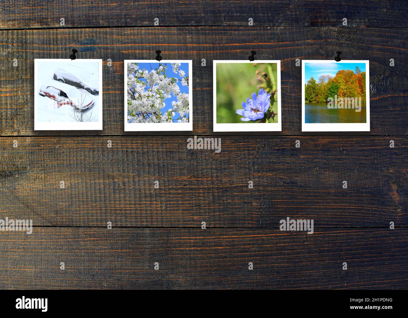 Four Seasons su sfondo di legno. Foto di quattro stagioni attaccata al legno scuro muro. Quattro foto del parco stesso preso in diversi momenti dell'anno. Dif Foto Stock