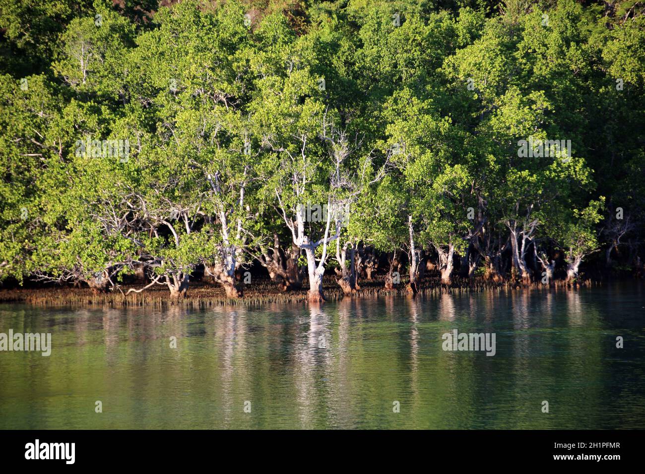 Mangrovenwald an eine passage zwischen den Inseln Kayoa und Muari, Nord-Molukken, Halmahera, Indonesien Foto Stock