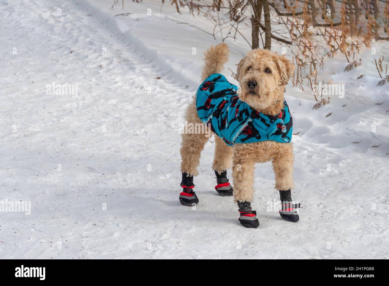 Un cane vestito con un capo caldo e stivali rossi si trova su un sentiero innevato vicino alla recinzione Foto Stock