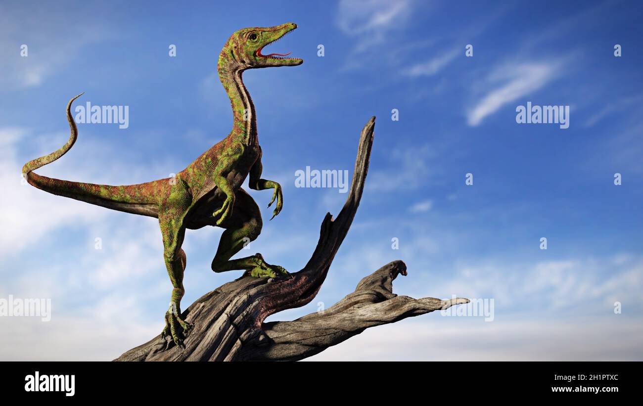 Compsognathus longipes, minuscoli dinosauri del tardo periodo jurassico, sfondo Foto Stock