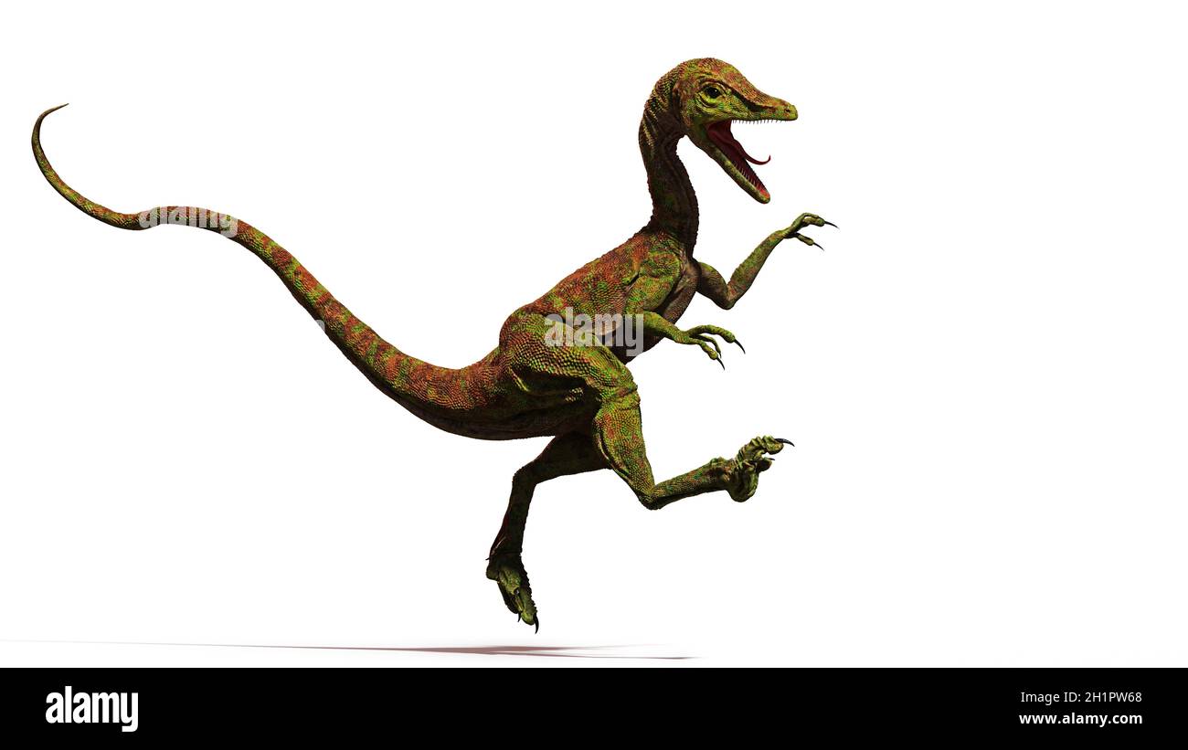 Compsognathus longipes, minuscolo dinosauro del tardo periodo giurassico, isolato su sfondo bianco Foto Stock
