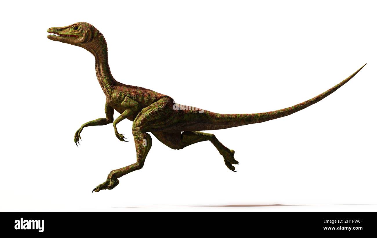 Compsognathus longipes, minuscoli dinosauri del tardo periodo jurassico, isolati su sfondo bianco Foto Stock