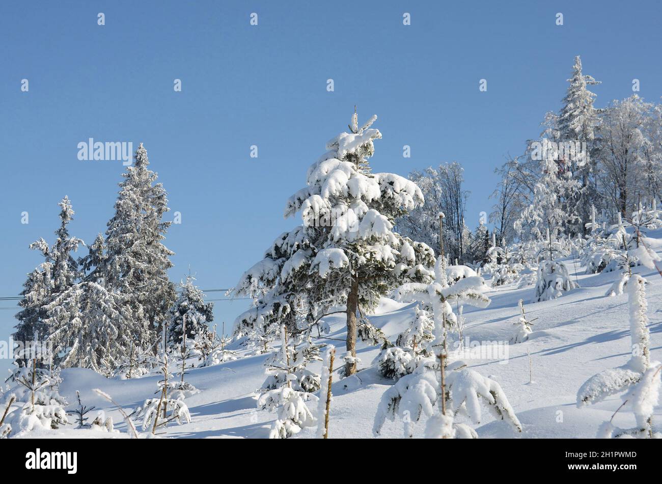 Winterwonderland auf dem Grünberg (Gmunden, Salzkammergut, Oberösterreich, Österreich) - Winter Wonderland sul Grünberg (Gmunden, Salzkammergut, Up Foto Stock