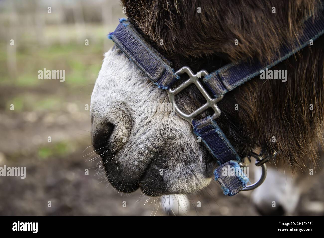 Dettaglio della testa di un animale mammifero addomesticato in un'azienda agricola Foto Stock