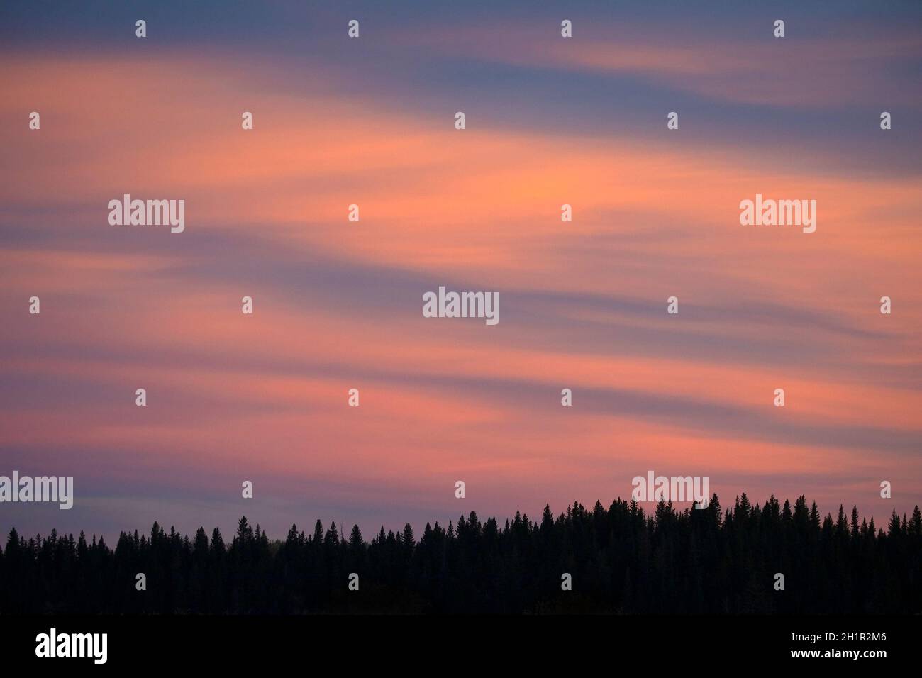 White Spruce silhouette foresta in Weaselhead Flats, un parco naturale, al crepuscolo con le nuvole arancione e rosa nel cielo Foto Stock