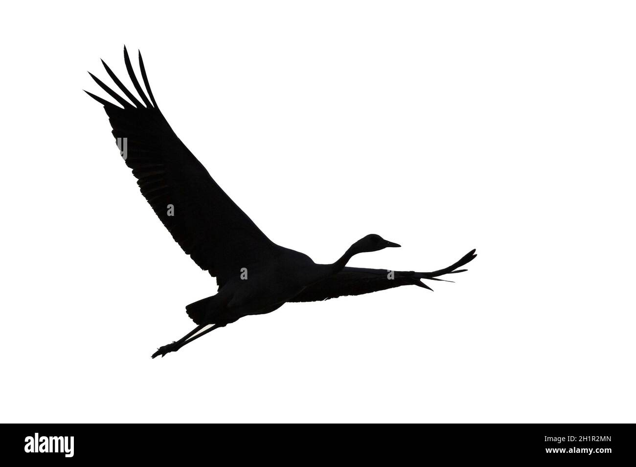 Silhouette di una gru comune (gru eurasiatica) in volo. Ritagliare su sfondo bianco. Foto Stock