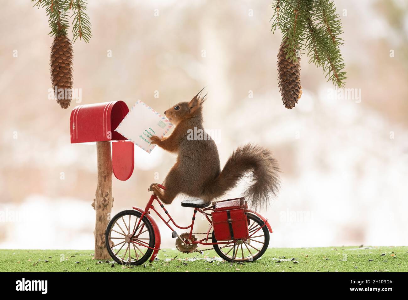 Scoiattolo rosso su una bicicletta con una cassetta postale Foto Stock