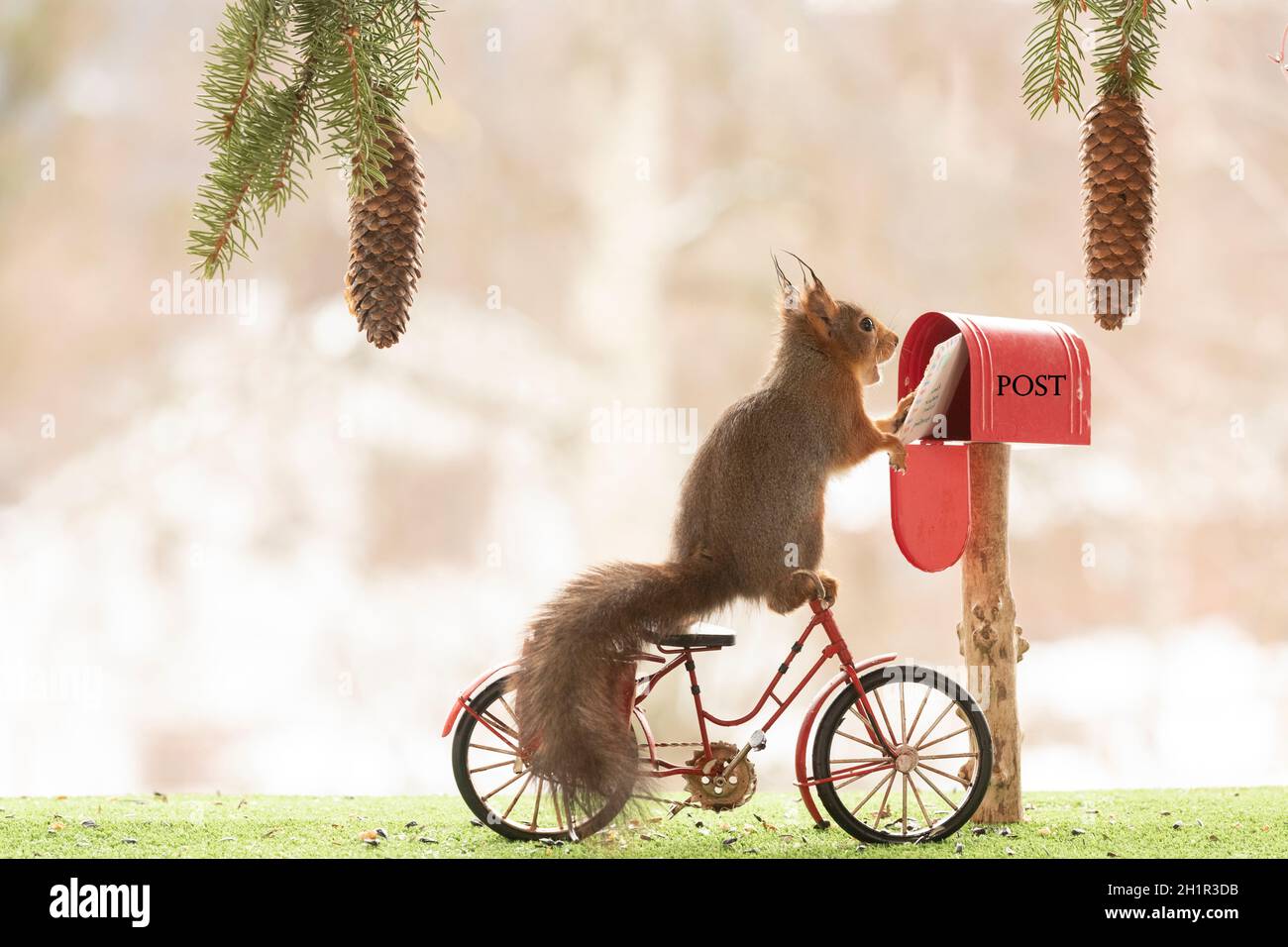 Scoiattolo rosso su una bicicletta con una cassetta postale Foto stock -  Alamy