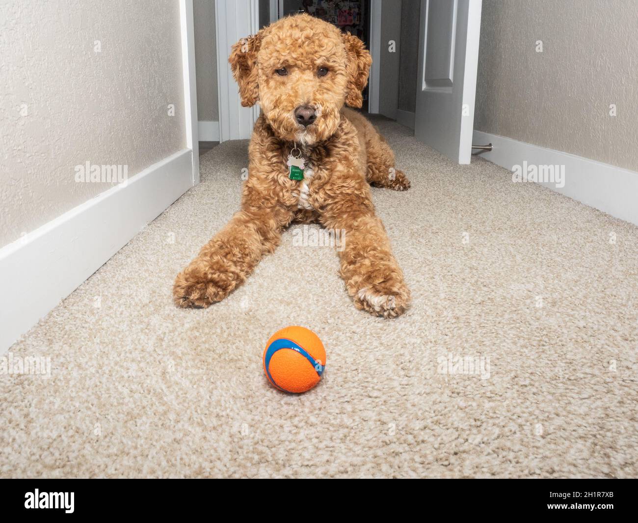 L'australiano Labradoodle è un mix tra Labrador Retriever, Poodle e Cocker Spaniel. Foto Stock