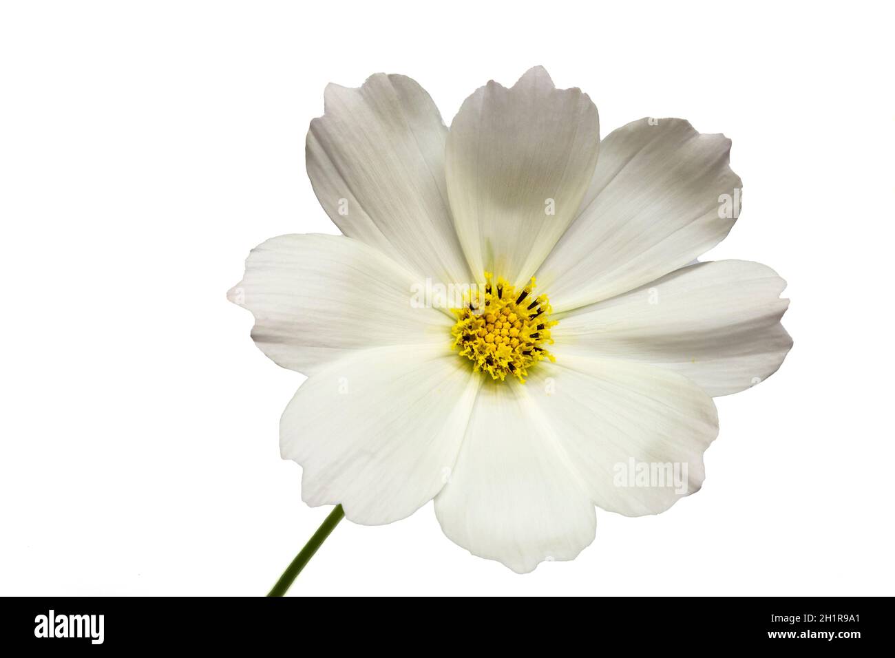 Fiore bianco del cosmo (Cosmos bipinnatus) isolato su sfondo bianco Foto Stock