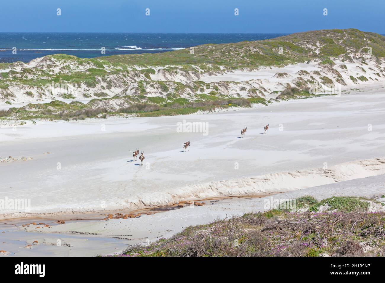 Un piccolo gregge di bontebok vicino al Capo di buona speranza nel Parco Nazionale di Table Mountain, Sudafrica. Foto Stock