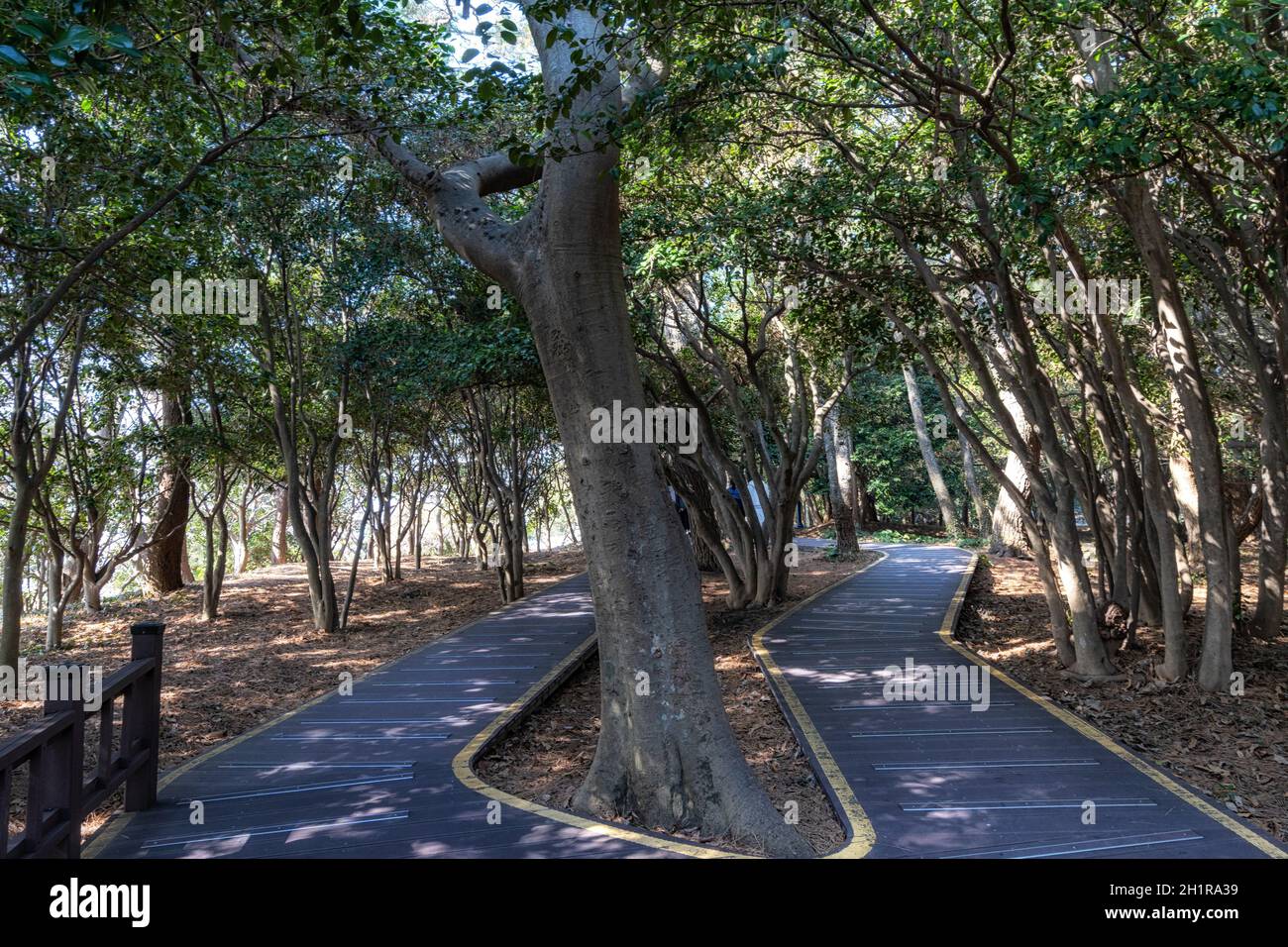 Odongdo isola camellia alberi foresta. Preso a Yeosu, Corea del Sud Foto Stock