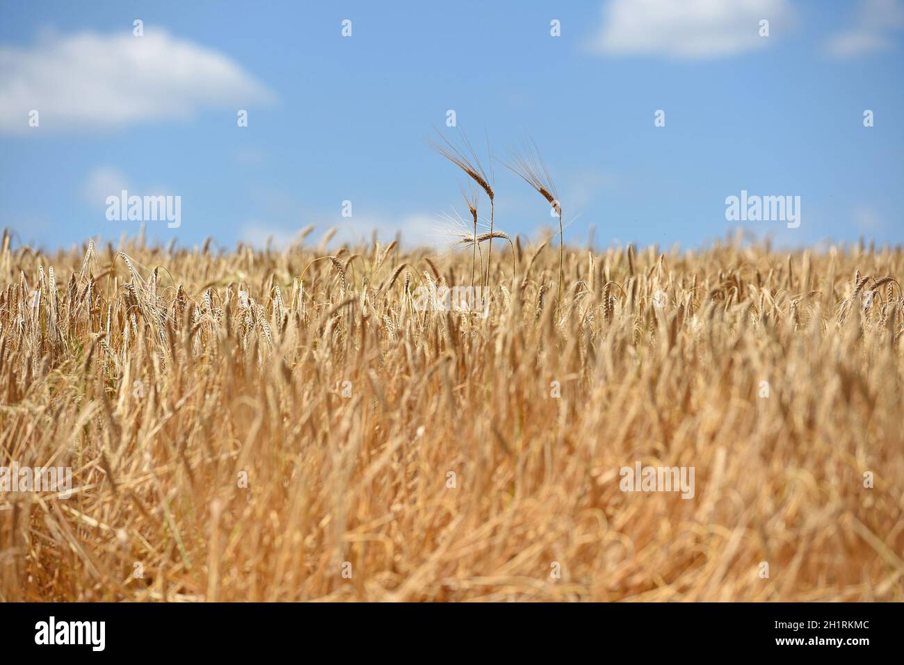 Zum Ernten der Wintergerste wird ein Mähdrescher eingesetzt. - UNA mietitrebbia viene utilizzata per la raccolta dell'orzo invernale. Foto Stock