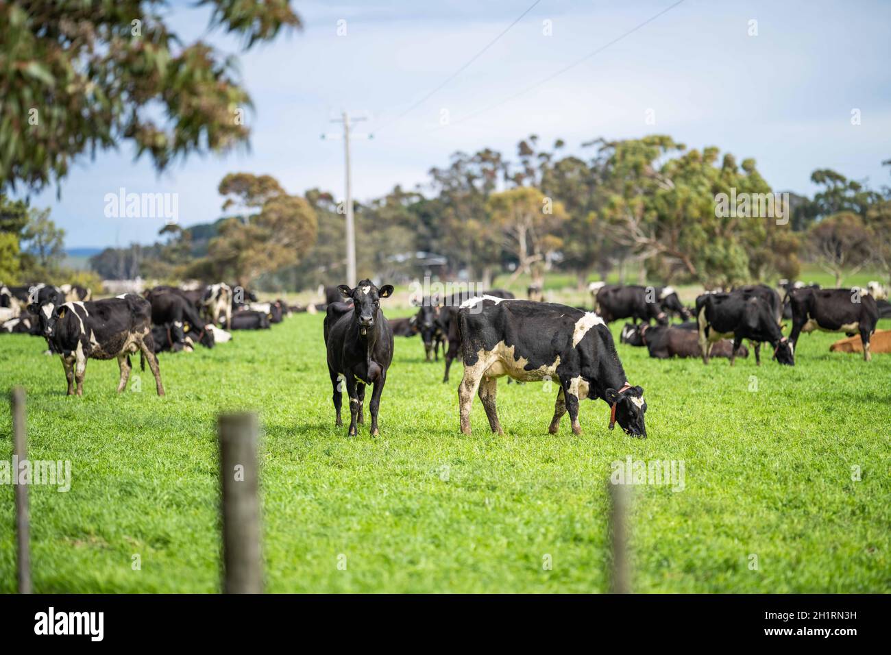 Stud Angus, wagyu, Murray grigio, mucche da latte e manzo e tori pascolo su erba e pascolo. Gli animali sono biologici e liberi gamma, essendo coltivati su un Foto Stock