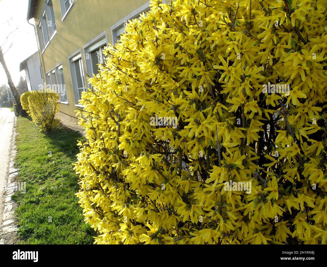 Ein blühender Forsythien-Strauch im Frühjahr im Salzkammergut, Österreich, Europa - una fiorente macchia forsita in primavera nel Salzkammergut, Austria, Foto Stock