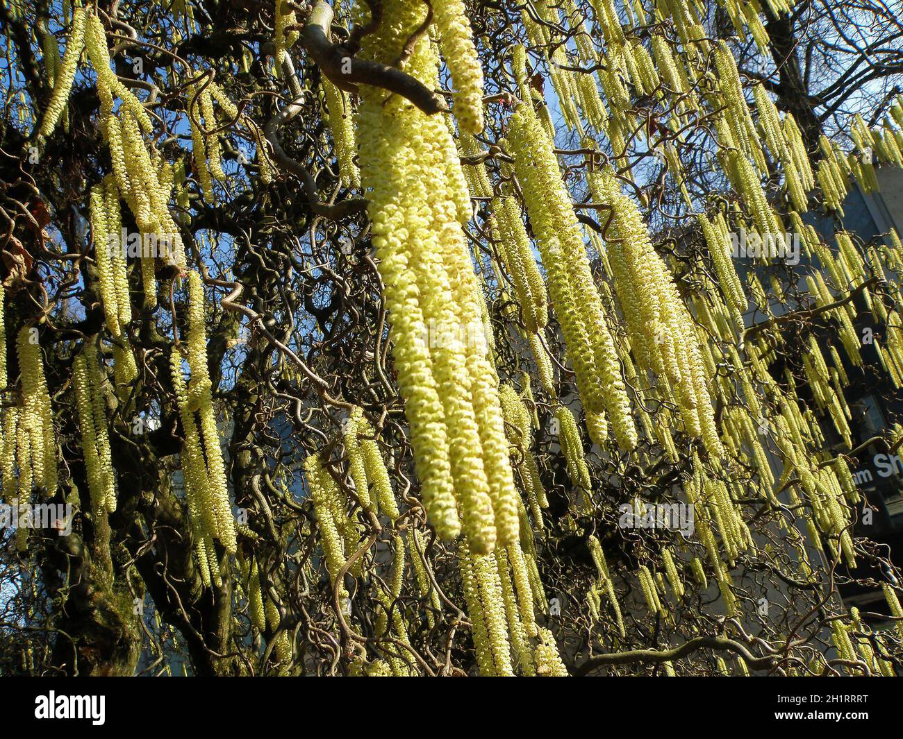 Korkenzieherweide im Frühling im Botanischen Garten in Linz, Österreich, Europa - Corkscrew willow in primavera nel giardino botanico di Linz, Austria, Foto Stock