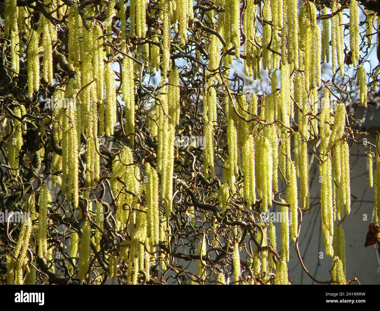 Korkenzieherweide im Frühling im Botanischen Garten in Linz, Österreich, Europa - Corkscrew willow in primavera nel giardino botanico di Linz, Austria, Foto Stock
