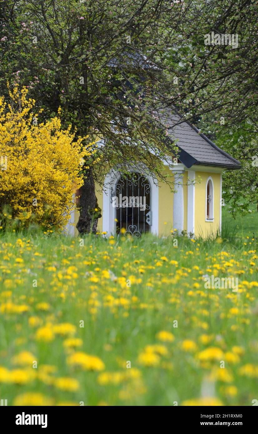 Ein Forsythien-Strauch im Frühling vor einer Kapelle in Gmunden, Österreich, Europa - un arbusto forsithia di fronte a una cappella in Gmunden, Austria, Euro Foto Stock