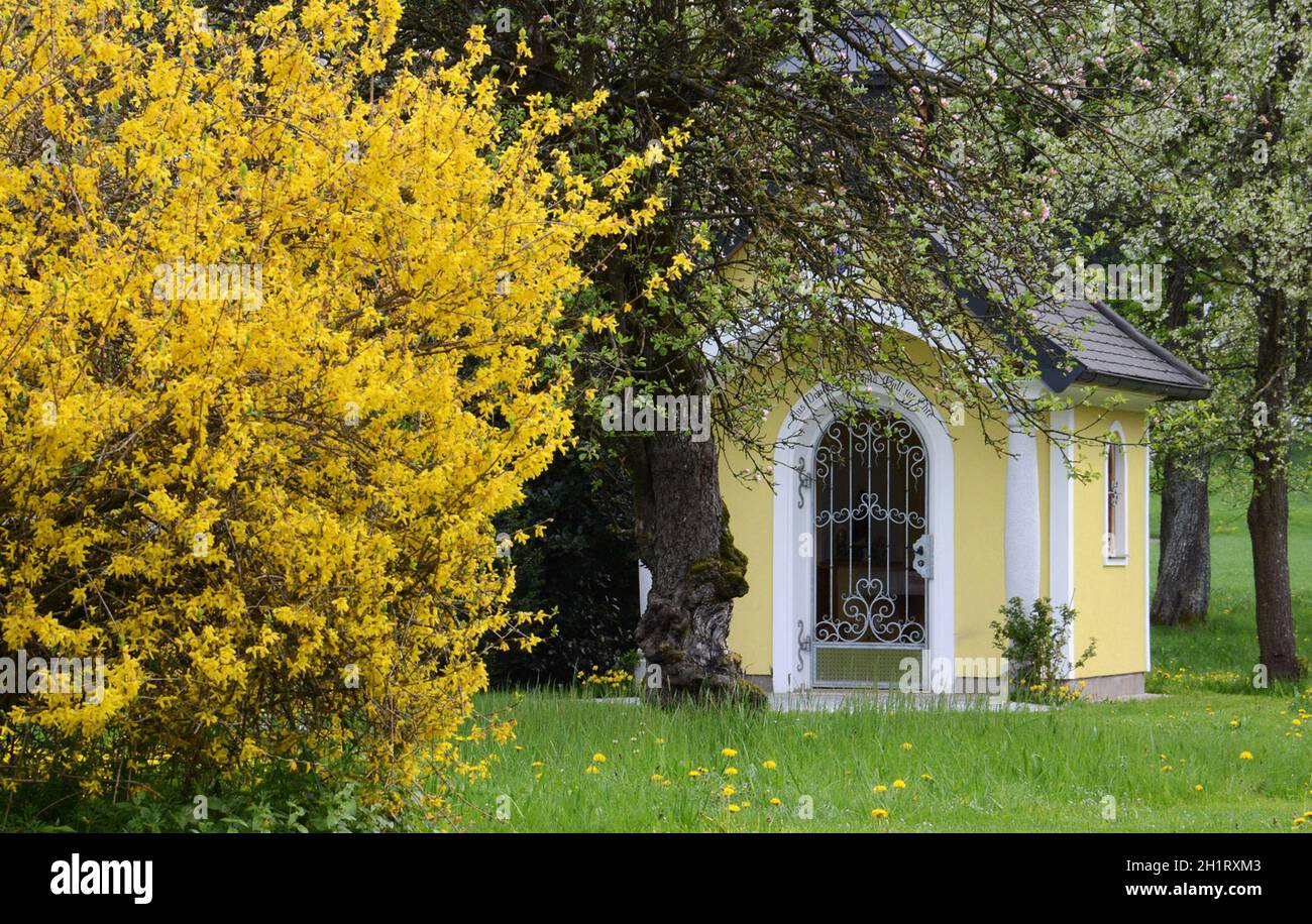 Ein Forsythien-Strauch im Frühling vor einer Kapelle in Gmunden, Österreich, Europa - un arbusto forsithia di fronte a una cappella in Gmunden, Austria, Euro Foto Stock