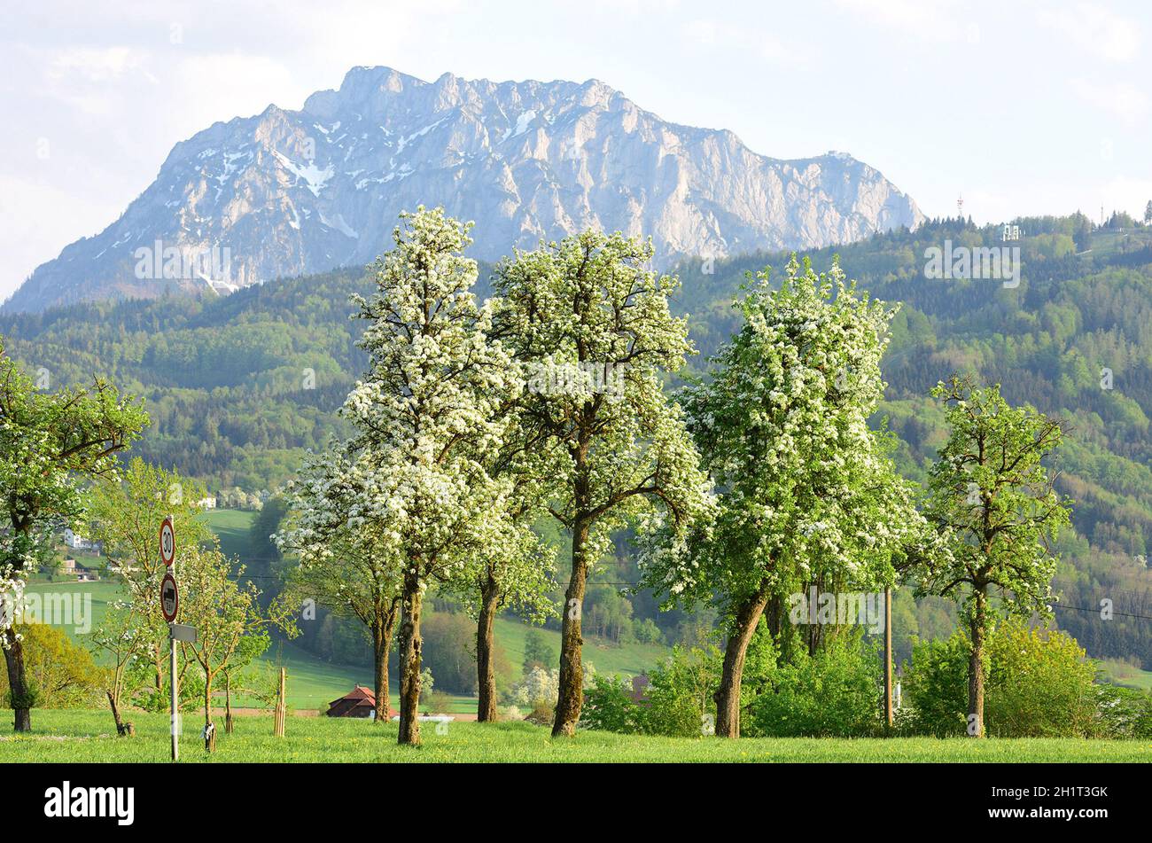 Blühende Obstbäume im Salzkammergut mit dem Traunstein im Hintergrund - alberi da frutto fioriti nel Salzkammergut con il Traunstein nel backgro Foto Stock