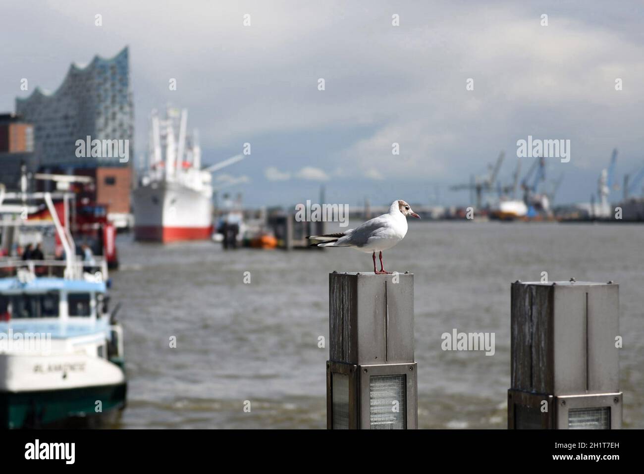 Möwe im Hafen ad Amburgo, Germania, Europa - Seagull nel porto di Amburgo, Germania, europa Foto Stock