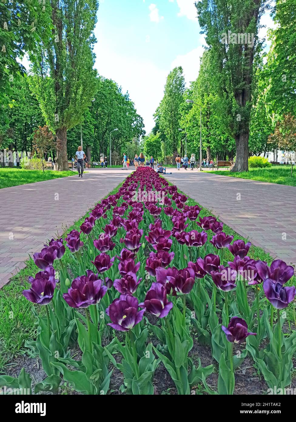 Tulipani lilla su letto di fiori in giardino. Tulipani lilla piantati in giardino. Giardino primaverile. Tulipani colorati in letto di fiori. Bella primavera tulipani fiore Foto Stock