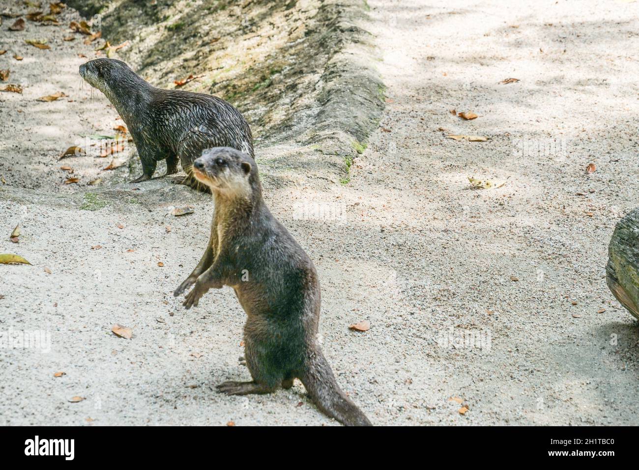 Cute orientale piccolo-clawed lontra immagine di. Luogo di ripresa: Singapore Foto Stock