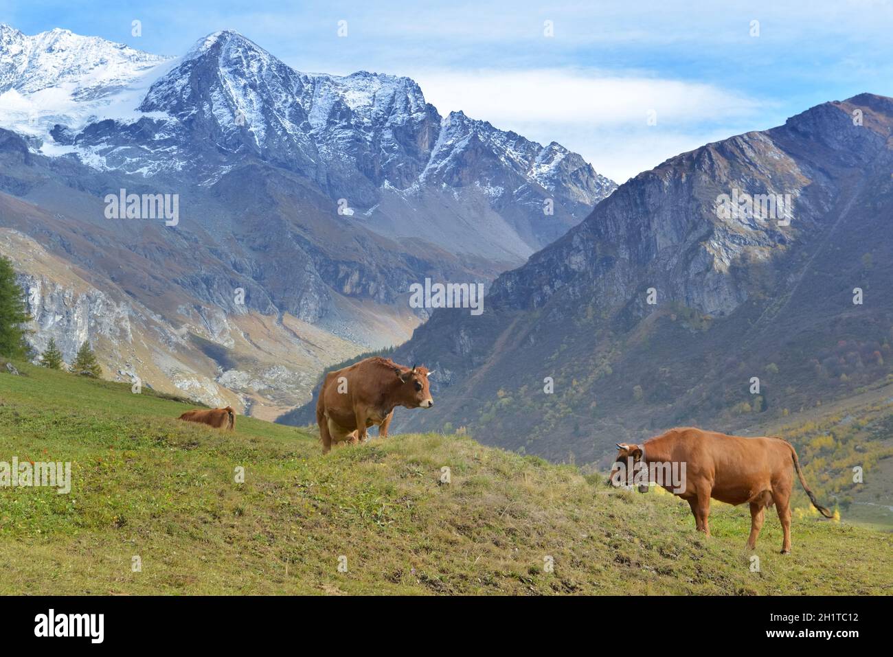 mucche alpine marroni in pascoli alpini con fondo nevoso di picco Foto Stock