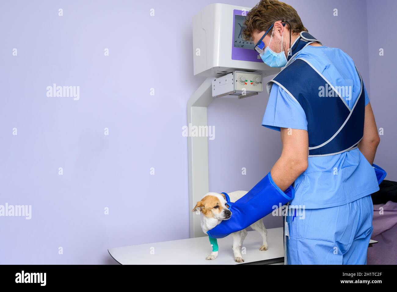 Medico che esamina il cane nella stanza dei raggi X. Foto di alta qualità Foto Stock