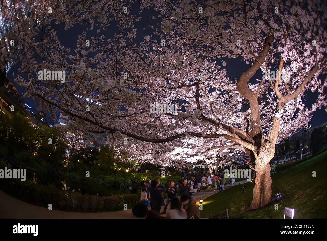 Mohri Giardino di andare a vedere fiori di ciliegio di notte. Luogo di ripresa: Area metropolitana di Tokyo Foto Stock