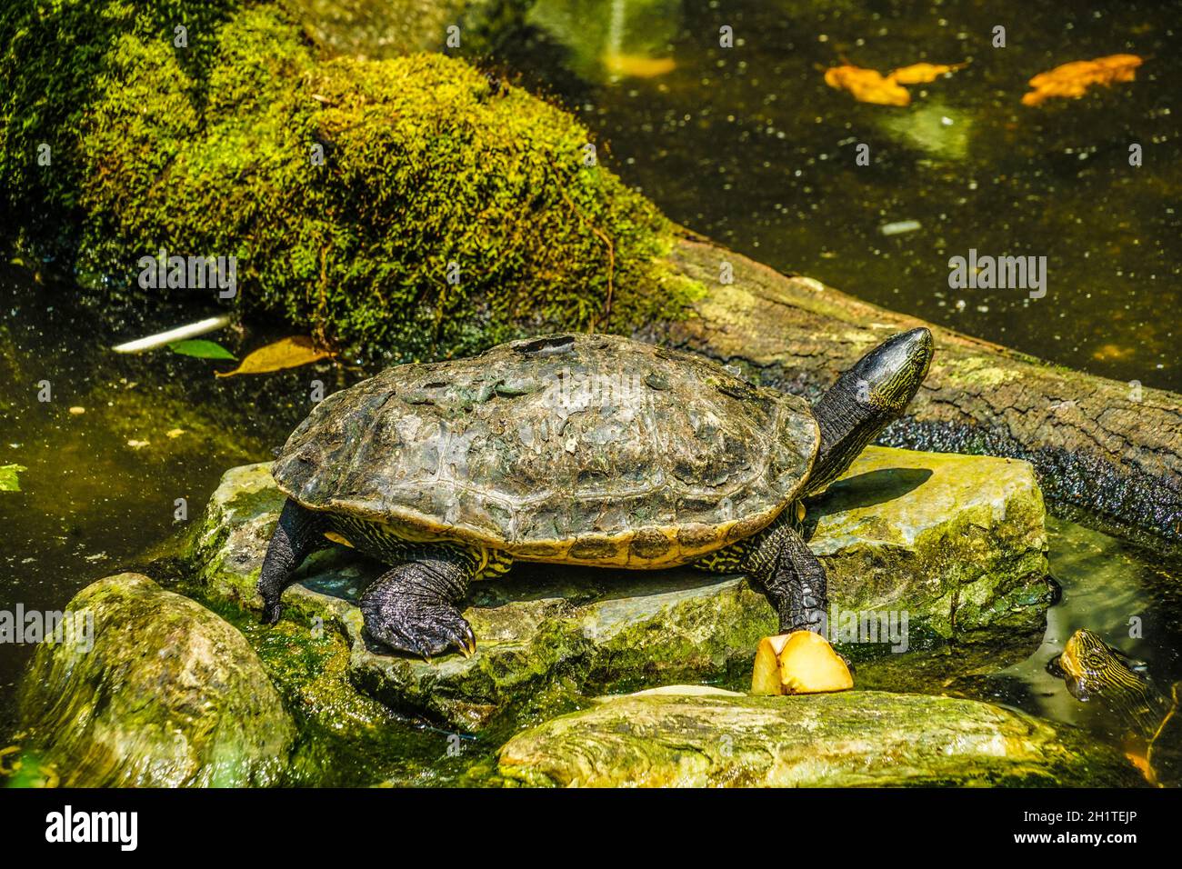 Immagine di un cooter dalla Florida dal colore rosso-belled. Luogo di ripresa: Singapore Foto Stock