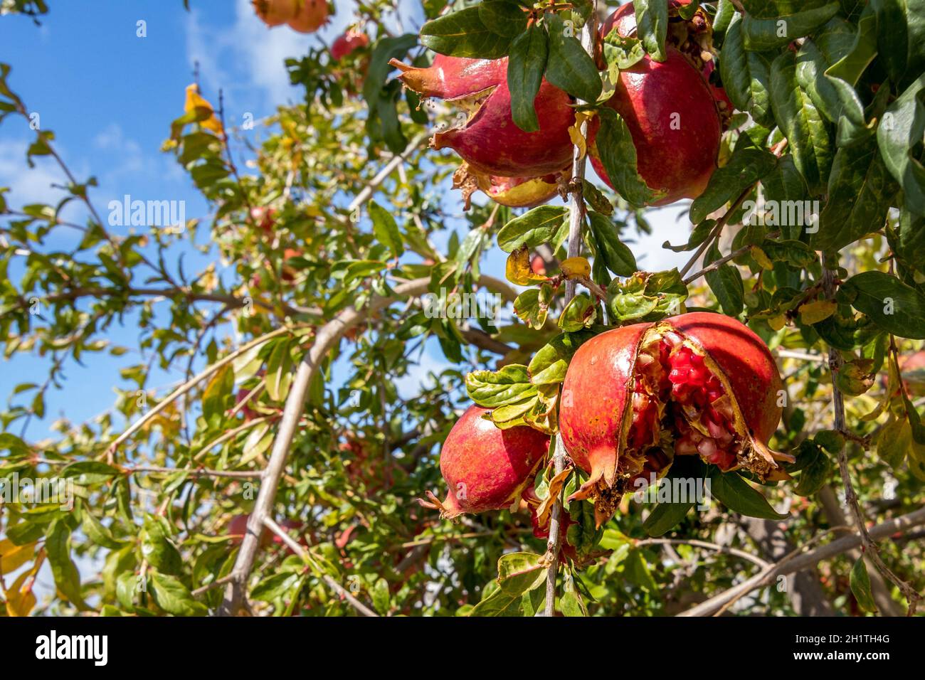 melograno troppo maturo Foto Stock