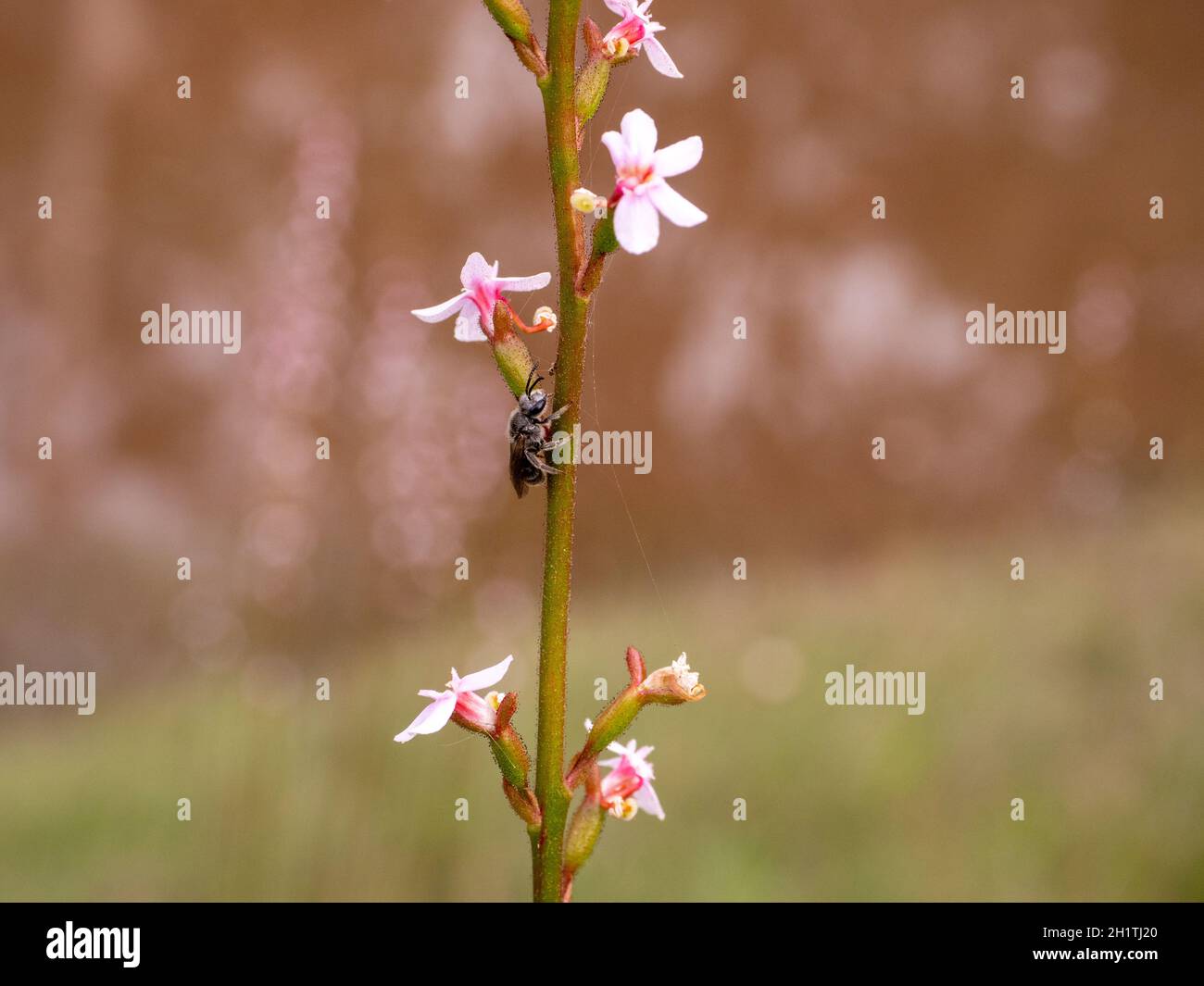Un'ape australiana nativa sul graminifolium di stilidio "Grass-leaved Trigger Plant" Foto Stock