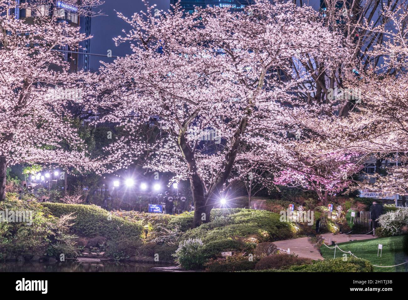 Mohri Giardino di andare a vedere fiori di ciliegio di notte (Roppongi). Luogo di ripresa: Area metropolitana di Tokyo Foto Stock