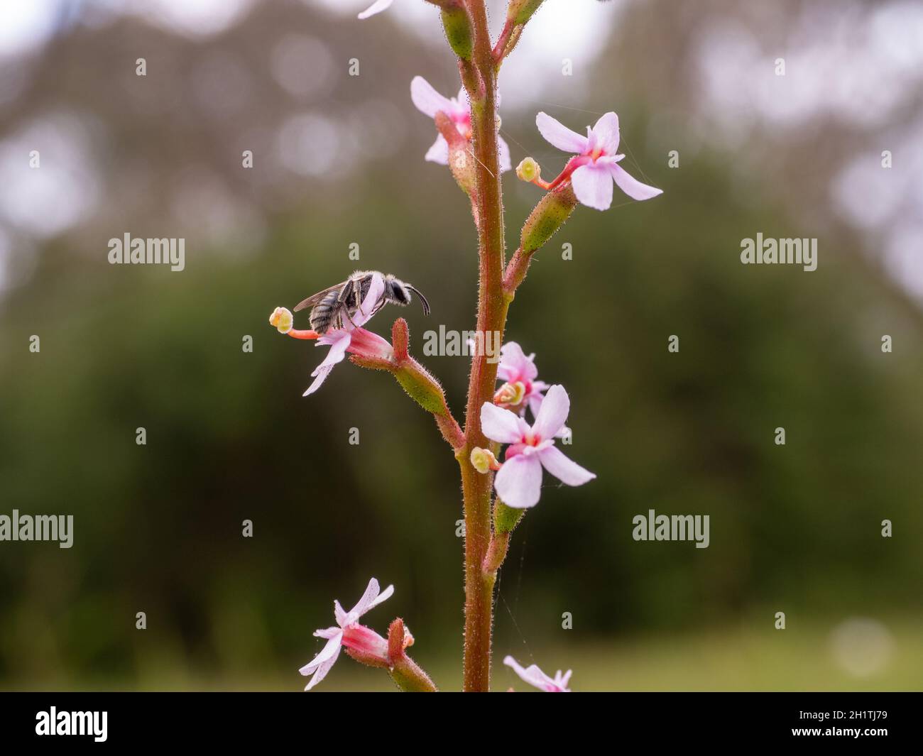 Un'ape australiana nativa sul graminifolium di stilidio "Grass-leaved Trigger Plant" Foto Stock