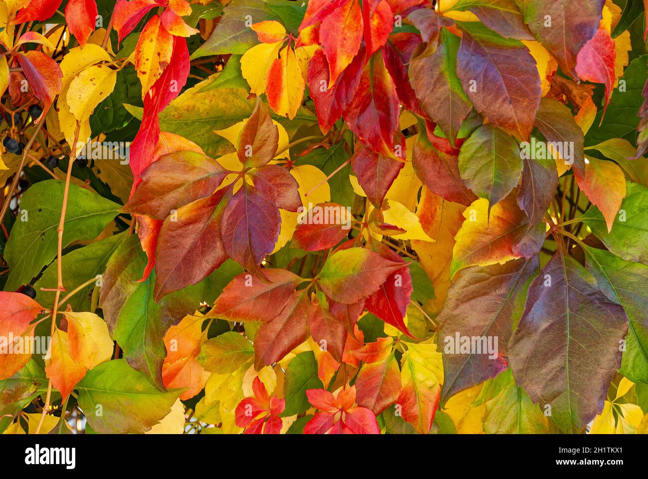 parete illuminata di foglie colorate - bellissimo autunno colorato Foto Stock