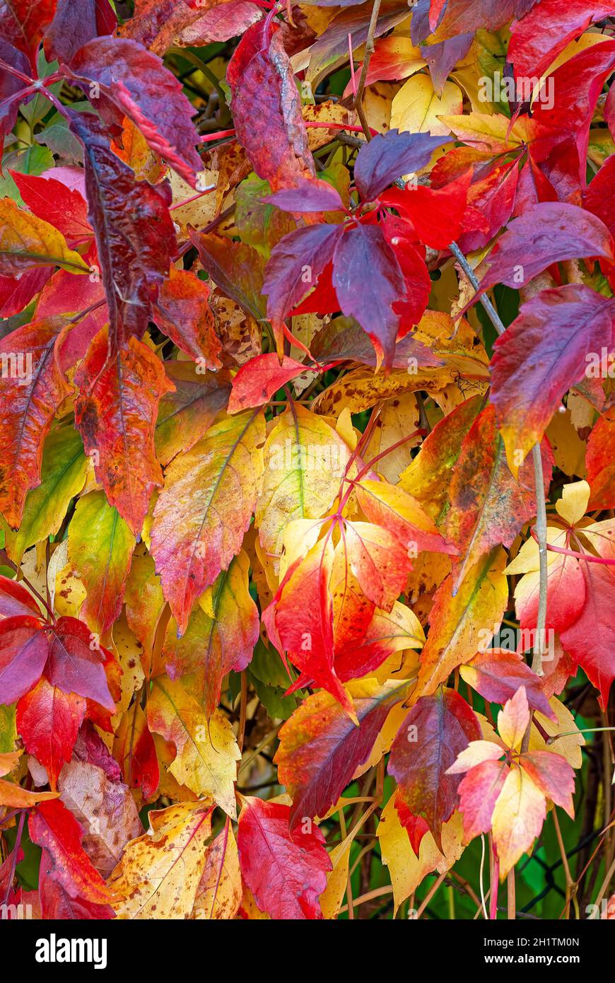 foglie colorate - appassire foglie autunnali Foto Stock