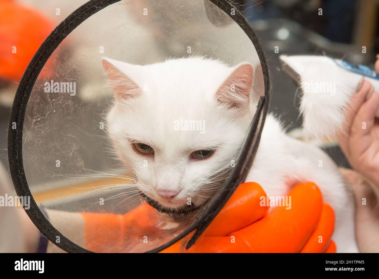 Cura del gatto nel salone per la cura degli animali. Donna usa il rifinitore per rifinire la pelliccia Foto Stock