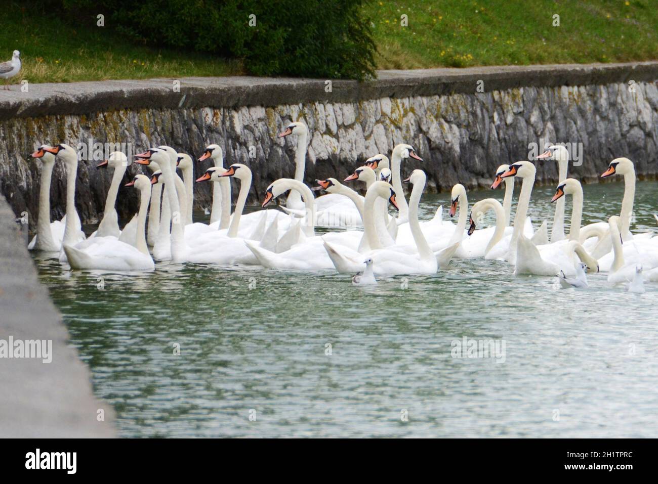 Schwäne am Attersee (Bez. Vöcklabruck, Salzkammergut, Oberösterreich, Österreich) - Swans sul Lago Attersee (quartiere Vöcklabruck, Salzkammergut, Upper Foto Stock