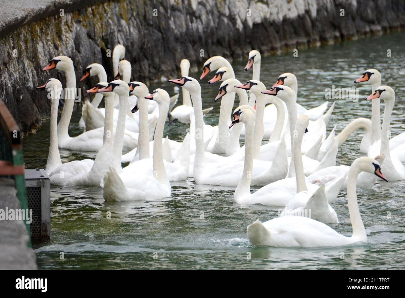 Schwäne am Attersee (Bez. Vöcklabruck, Salzkammergut, Oberösterreich, Österreich) - Swans sul Lago Attersee (quartiere Vöcklabruck, Salzkammergut, Upper Foto Stock