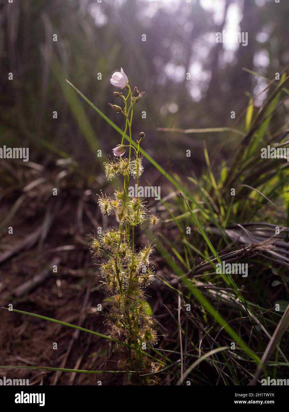 Sundew fiorente, una pianta carnivora nativa australiana (Drosera peltata subsp. Auricolata) Foto Stock