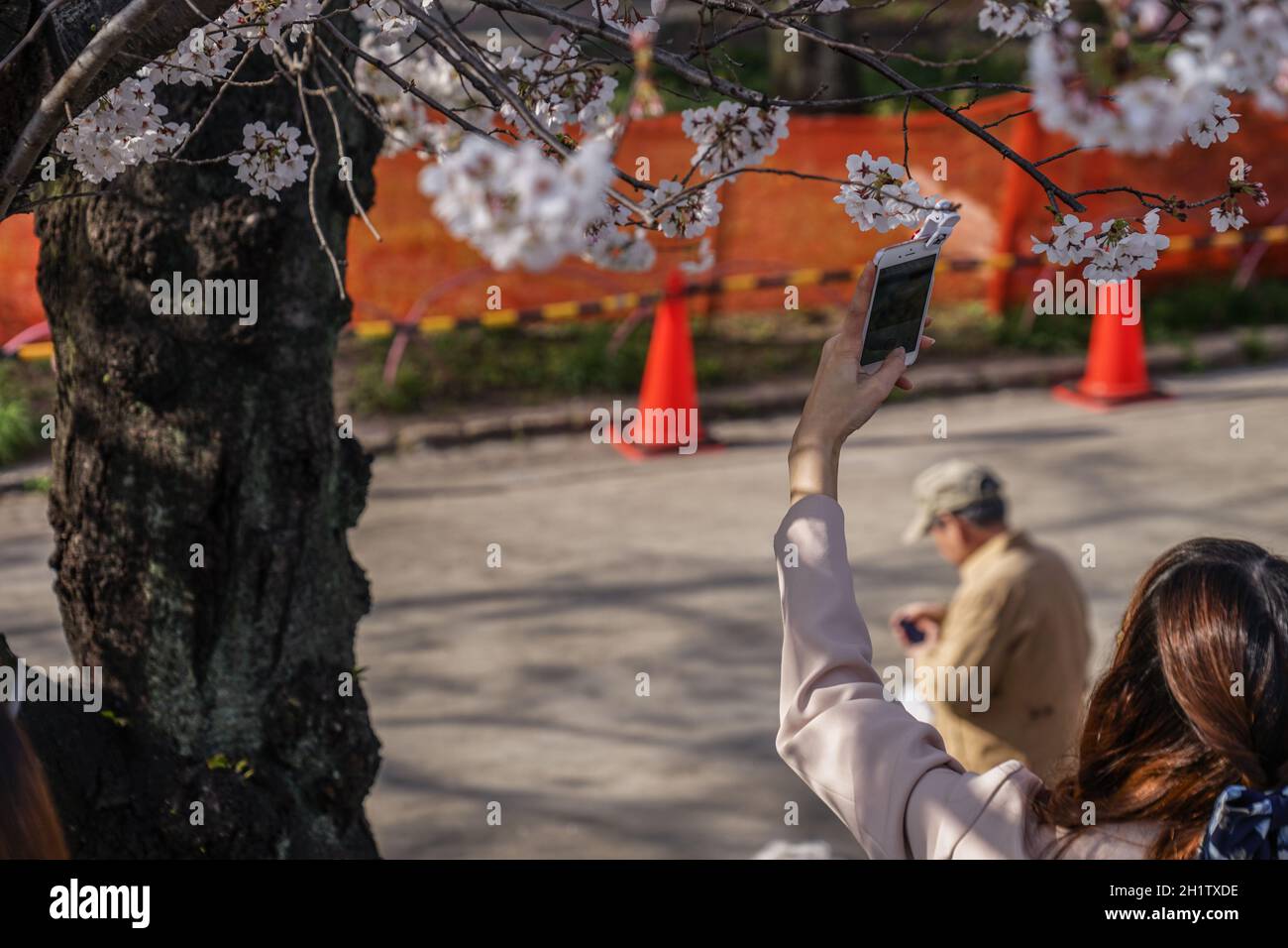 Donna a prendere un albero di ciliegi del Parco Sumida. Luogo di tiro: Area metropolitana di Tokyo Foto Stock