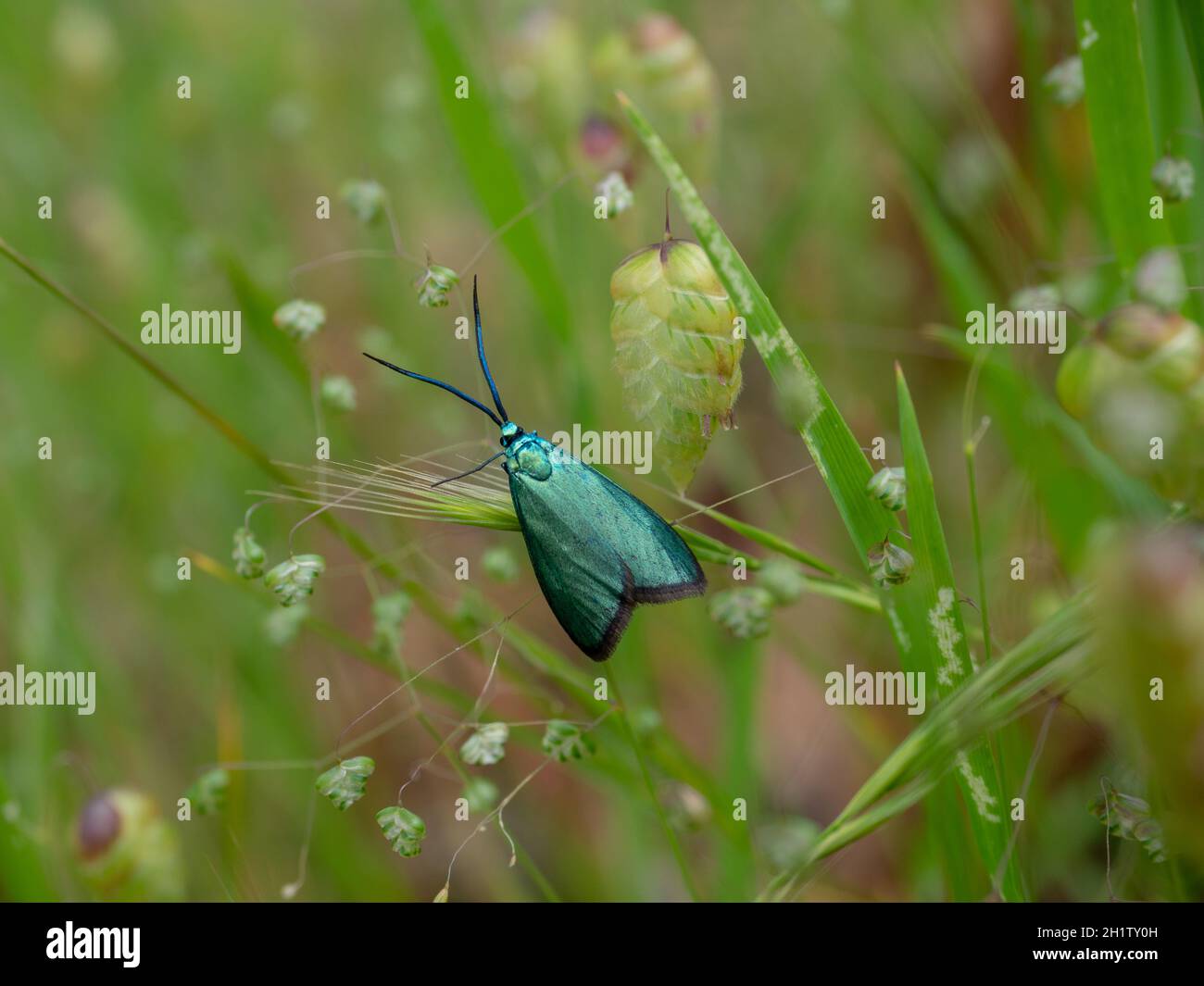 La falena di Forester (Pollaniso viridipulverulenta) poggiante sulle erbe. Un moth australiano nativo. Foto Stock