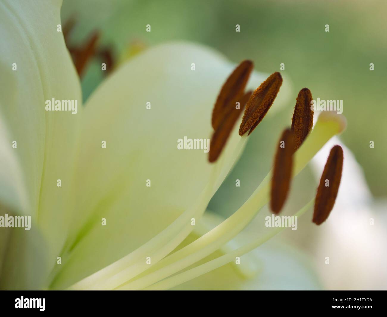 Pistil e balze di un fiore di giglio, primo piano. Foto Stock