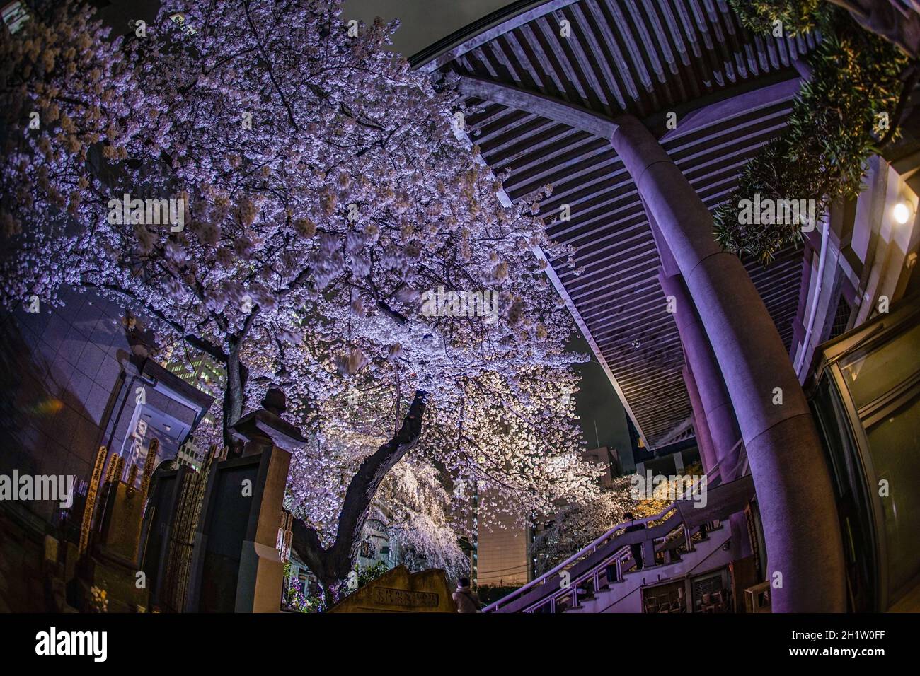 Grattacieli di Shinjuku e ciliegia di svalutazione. Luogo di ripresa: Area metropolitana di Tokyo Foto Stock