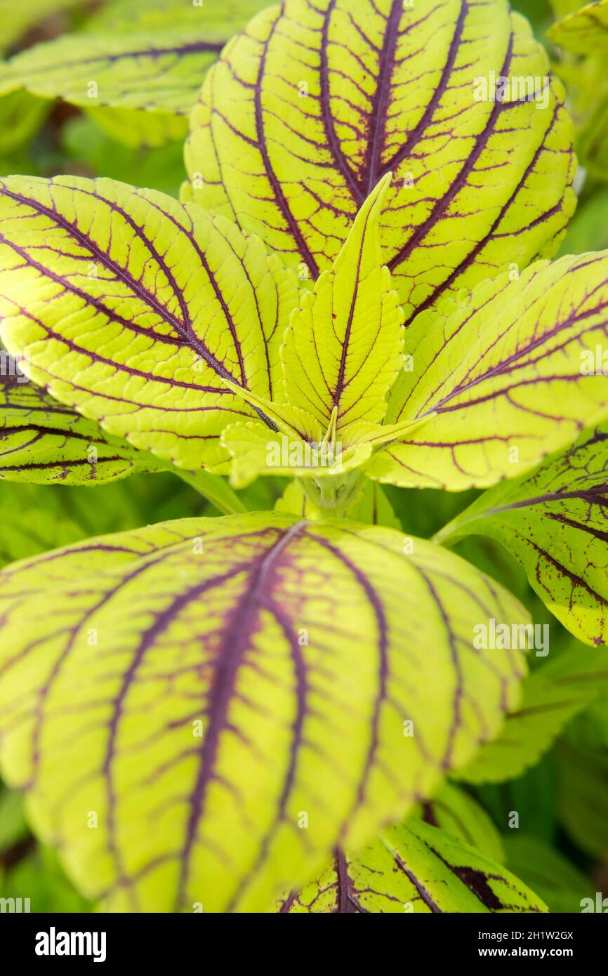 Solenostemon scutellarioides 'delizia gay', Coleus 'delizia gay'. Fogliame verde lime con vene scure Foto Stock