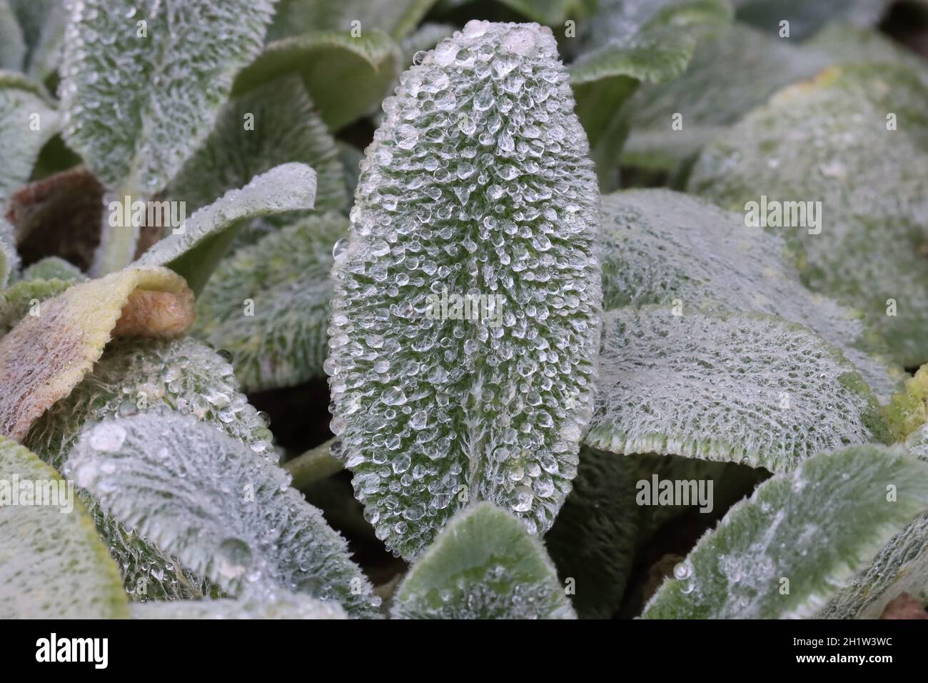 Sulle foglie bianche di Stachys byzantina brillare innumerevoli gocce fini della rugiada mattutina argento in luce del giorno, primo piano Foto Stock