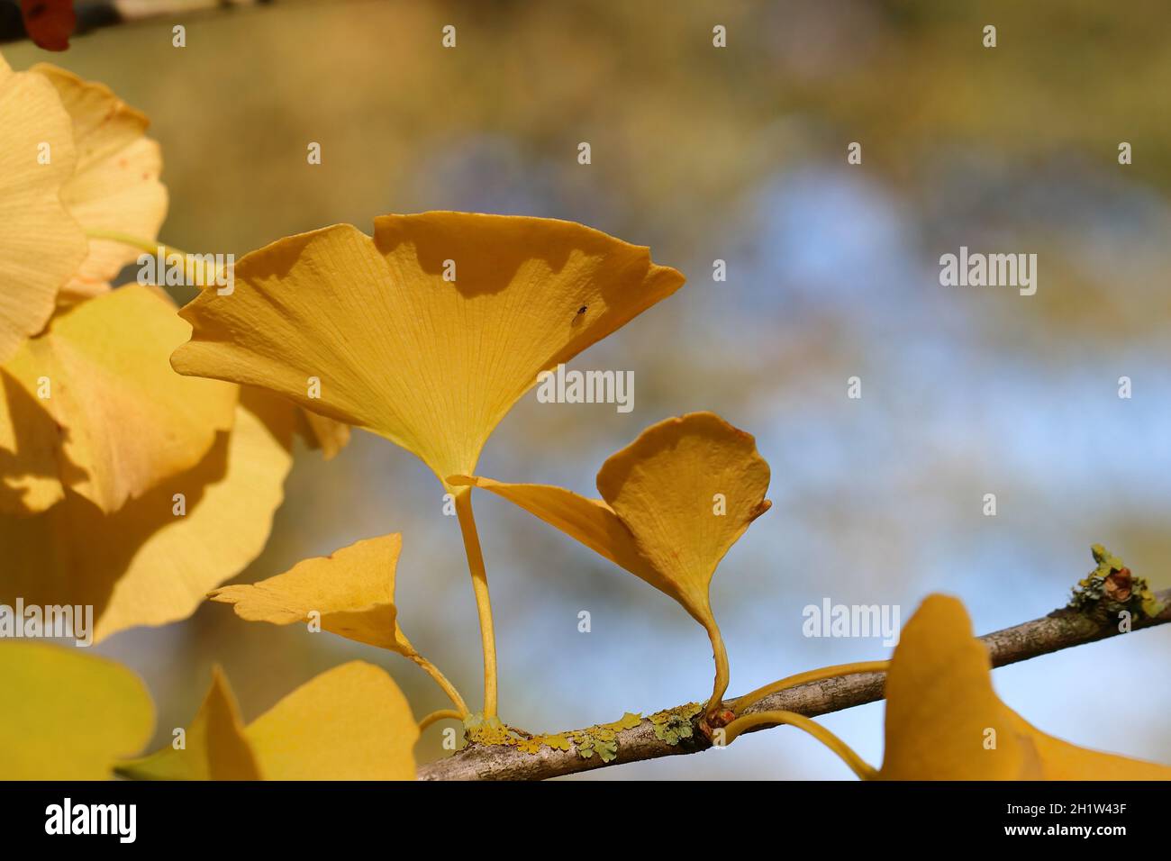 Primo piano di alcune graziose foglie di ginko gialle illuminate da sole su un ramo, con una vista dal basso e sfondo naturale sfocato Foto Stock